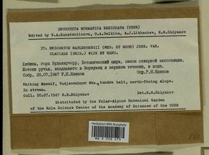 Pohlia wahlenbergii (F. Weber & D. Mohr) A.L. Andrews, Bryophytes, Bryophytes - Karelia, Leningrad & Murmansk Oblasts (B4) (Russia)