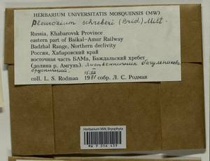 Pleurozium schreberi (Willd. ex Brid.) Mitt., Bryophytes, Bryophytes - Russian Far East (excl. Chukotka & Kamchatka) (B20) (Russia)
