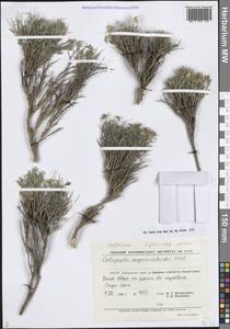 Argyrolobium aegacanthoides (Vved.) Moteetee, Middle Asia, Pamir & Pamiro-Alai (M2) (Uzbekistan)