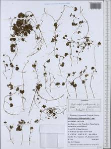 Hydrocotyle sibthorpioides Lam., South Asia, South Asia (Asia outside ex-Soviet states and Mongolia) (ASIA) (Vietnam)