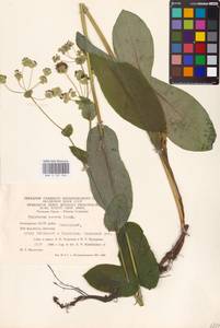 Bupleurum aureum Fisch., Eastern Europe, Eastern region (E10) (Russia)