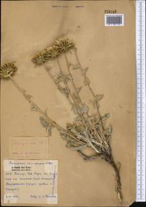 Cousinia rava Winkl., Middle Asia, Pamir & Pamiro-Alai (M2) (Tajikistan)