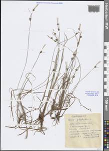 Carex globularis L., Siberia, Chukotka & Kamchatka (S7) (Russia)