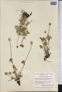 Anemone drummondii S.Watson, America (AMER) (Canada)