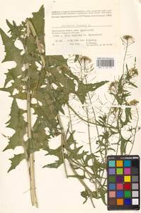 Sisymbrium loeselii L., Eastern Europe, Lower Volga region (E9) (Russia)