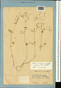 Anthriscus cerefolium (L.) Hoffm., Caucasus, Krasnodar Krai & Adygea (K1a) (Russia)