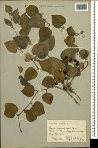 Smilax excelsa L., Caucasus, Black Sea Shore (from Novorossiysk to Adler) (K3) (Russia)