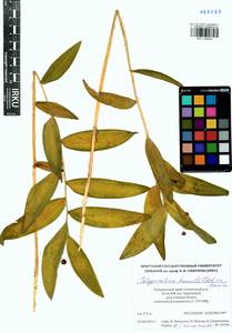 Polygonatum humile Fisch. ex Maxim., Siberia, Russian Far East (S6) (Russia)