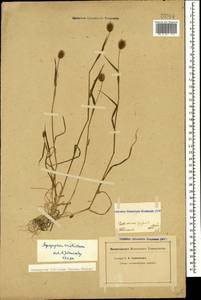 Eremopyrum triticeum (Gaertn.) Nevski, Caucasus, Krasnodar Krai & Adygea (K1a) (Russia)