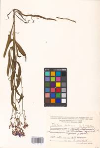 Lactuca tatarica (L.) C. A. Mey., Eastern Europe, Moscow region (E4a) (Russia)