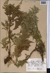 Lycopus exaltatus L.f., Middle Asia, Caspian Ustyurt & Northern Aralia (M8) (Kazakhstan)