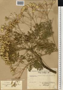 Prangos odontalgica (Pall.) Herrnst. & Heyn, Eastern Europe, Lower Volga region (E9) (Russia)