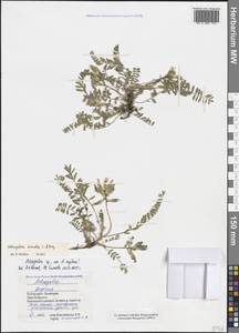 Astragalus oreades C.A.Mey., Caucasus, Stavropol Krai, Karachay-Cherkessia & Kabardino-Balkaria (K1b) (Russia)