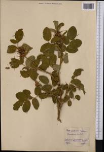 Rosa glabrifolia C. A. Mey. ex Rupr., Middle Asia, Northern & Central Kazakhstan (M10) (Kazakhstan)