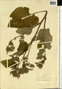 Arctium minus (Hill) Bernh., Eastern Europe, Central forest-and-steppe region (E6) (Russia)