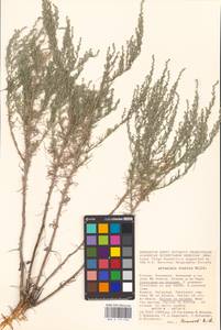Artemisia taurica Willd., Eastern Europe, Lower Volga region (E9) (Russia)