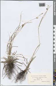 Carex distans L., Eastern Europe, Lower Volga region (E9) (Russia)