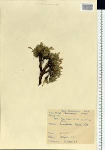 Chamaerhodos trifida Ledeb., Siberia, Baikal & Transbaikal region (S4) (Russia)