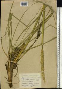 Leymus arenarius (L.) Hochst., Siberia, Western (Kazakhstan) Altai Mountains (S2a) (Kazakhstan)