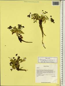 Chamaesium novemjugum (C. B. Cl.) C. Norman, South Asia, South Asia (Asia outside ex-Soviet states and Mongolia) (ASIA) (China)