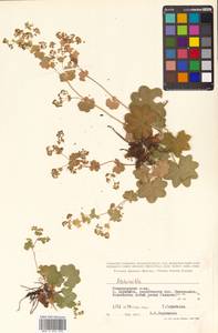 Alchemilla subcrenata Buser, Siberia, Chukotka & Kamchatka (S7) (Russia)