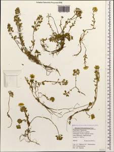Alyssum trichostachyum Rupr., Caucasus, Stavropol Krai, Karachay-Cherkessia & Kabardino-Balkaria (K1b) (Russia)
