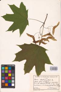 Acer platanoides L., Eastern Europe, North Ukrainian region (E11) (Ukraine)