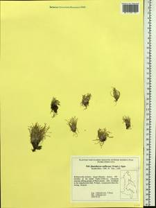 Trichophorum uniflorum (Trautv.) Karav., Siberia, Russian Far East (S6) (Russia)