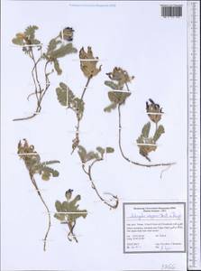 Astragalus wagneri Bartl. ex Bunge, South Asia, South Asia (Asia outside ex-Soviet states and Mongolia) (ASIA) (Iran)