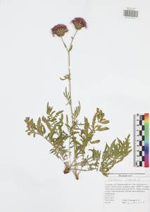 Centaurea scabiosa L., Eastern Europe, Central region (E4) (Russia)