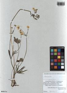 Ranunculus grandifolius C. A. Mey., Siberia, Altai & Sayany Mountains (S2) (Russia)