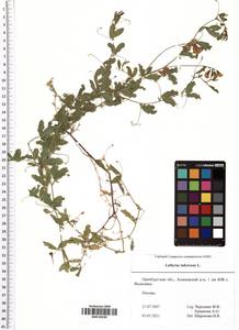 Lathyrus tuberosus L., Eastern Europe, Eastern region (E10) (Russia)