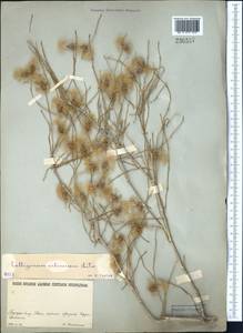 Calligonum arborescens Litv., Middle Asia, Karakum (M6) (Turkmenistan)