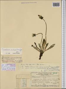 Taraxacum arcticum (Trautv.) Dahlst., Western Europe (EUR) (Norway)