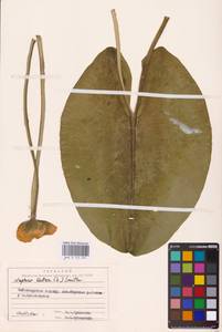 Nuphar lutea (L.) Sm., Eastern Europe, Middle Volga region (E8) (Russia)