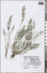 Eragrostis minor Host, Eastern Europe, Volga-Kama region (E7) (Russia)