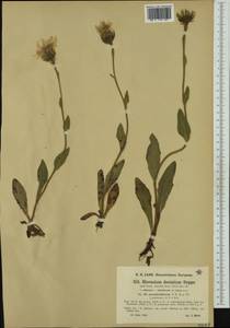 Hieracium dentatum subsp. pseudovillosum Nägeli & Peter, Western Europe (EUR) (Austria)