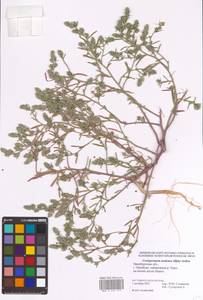 Corispermum squarrosum L., Eastern Europe, Eastern region (E10) (Russia)