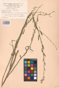 Chondrilla juncea L., Eastern Europe, Eastern region (E10) (Russia)