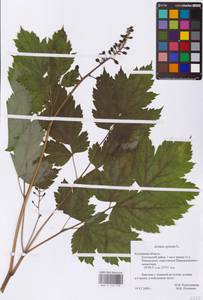 Actaea spicata L., Eastern Europe (no precise locality) (E0)