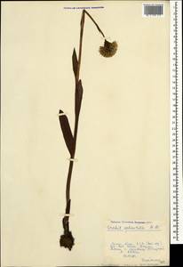 Traunsteinera sphaerica (M.Bieb.) Schltr., Caucasus, Krasnodar Krai & Adygea (K1a) (Russia)