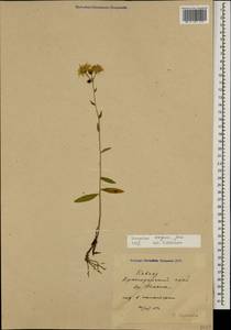 Hieracium sabaudum subsp. vagum (Jord.) Zahn, Caucasus, Krasnodar Krai & Adygea (K1a) (Russia)