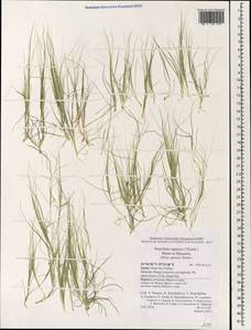 Stipellula capensis (Thunb.) Röser & Hamasha, South Asia, South Asia (Asia outside ex-Soviet states and Mongolia) (ASIA) (Israel)