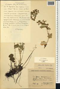 Alchemilla rhiphaea Juz., Eastern Europe, Eastern region (E10) (Russia)