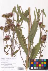 Cirsium canum (L.) All., Eastern Europe, Central forest-and-steppe region (E6) (Russia)