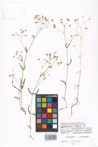 Gypsophila elegans M. Bieb., Eastern Europe, Moscow region (E4a) (Russia)