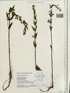 Scutellaria galericulata L., Eastern Europe, Central region (E4) (Russia)