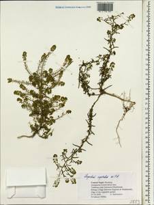 Lepidium apetalum Willd., South Asia, South Asia (Asia outside ex-Soviet states and Mongolia) (ASIA) (Nepal)