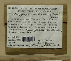 Isopterygiella pulchella (Hedw.) Ignatov & Ignatova, Bryophytes, Bryophytes - North Caucasus & Ciscaucasia (B12) (Russia)