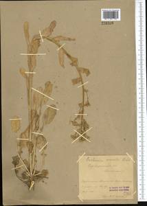 Barbarea vulgaris (L.) W.T. Aiton, Middle Asia, Syr-Darian deserts & Kyzylkum (M7) (Uzbekistan)